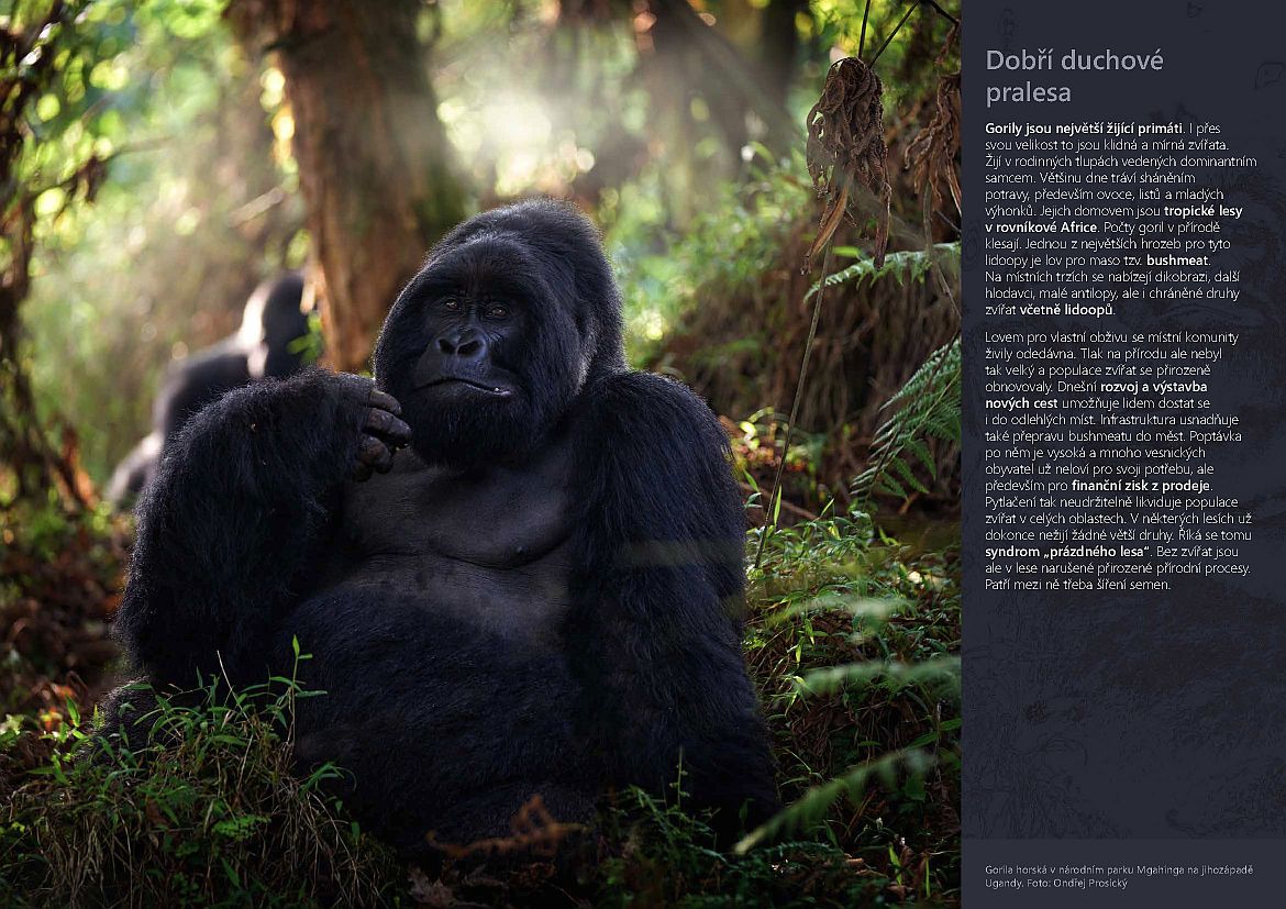 Gorila sedící v džungli.