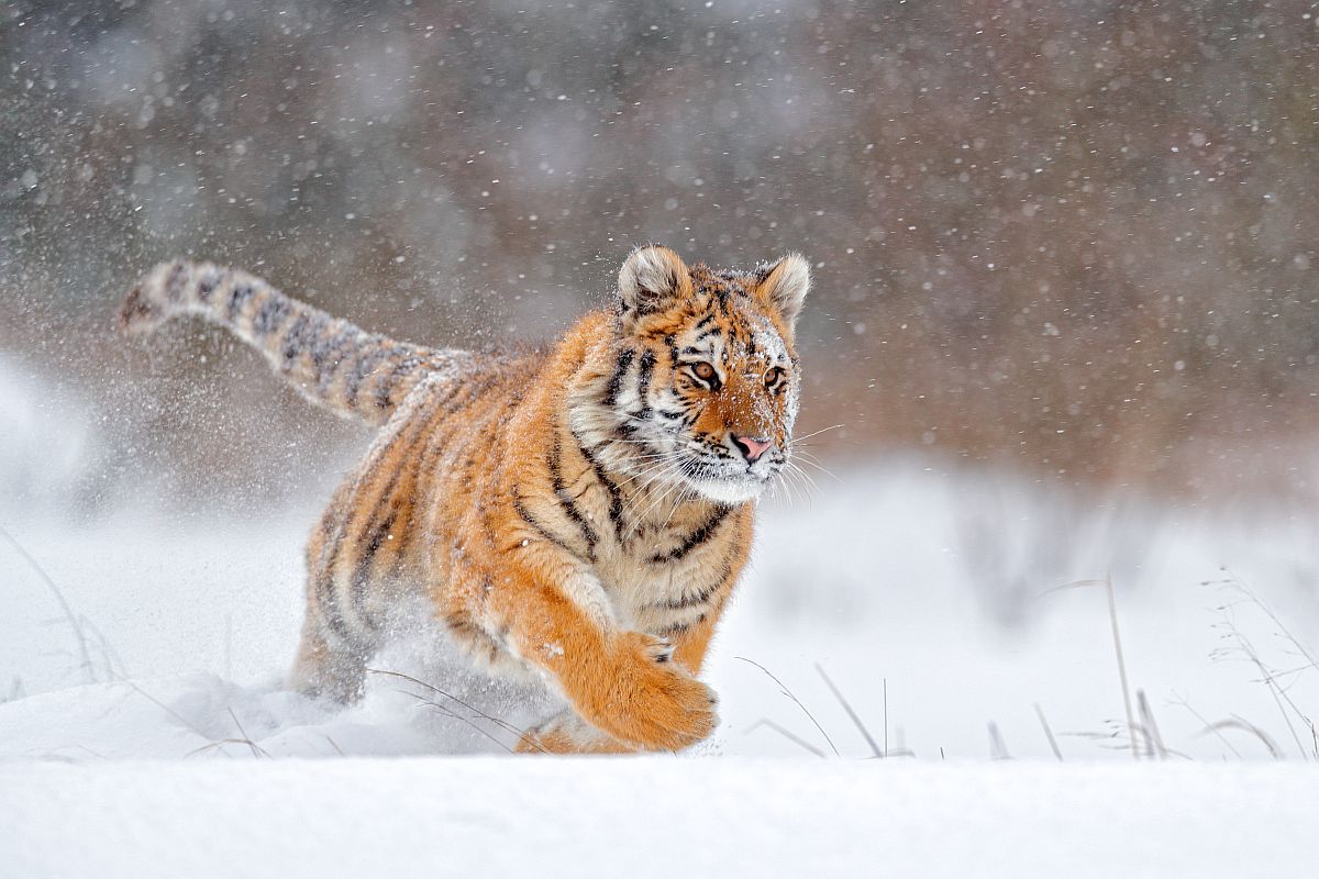 Běžící tygr ve sněhu.
