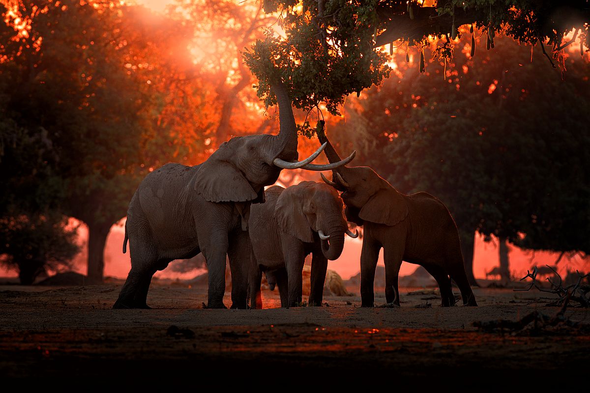 Fotografie slonů afrických