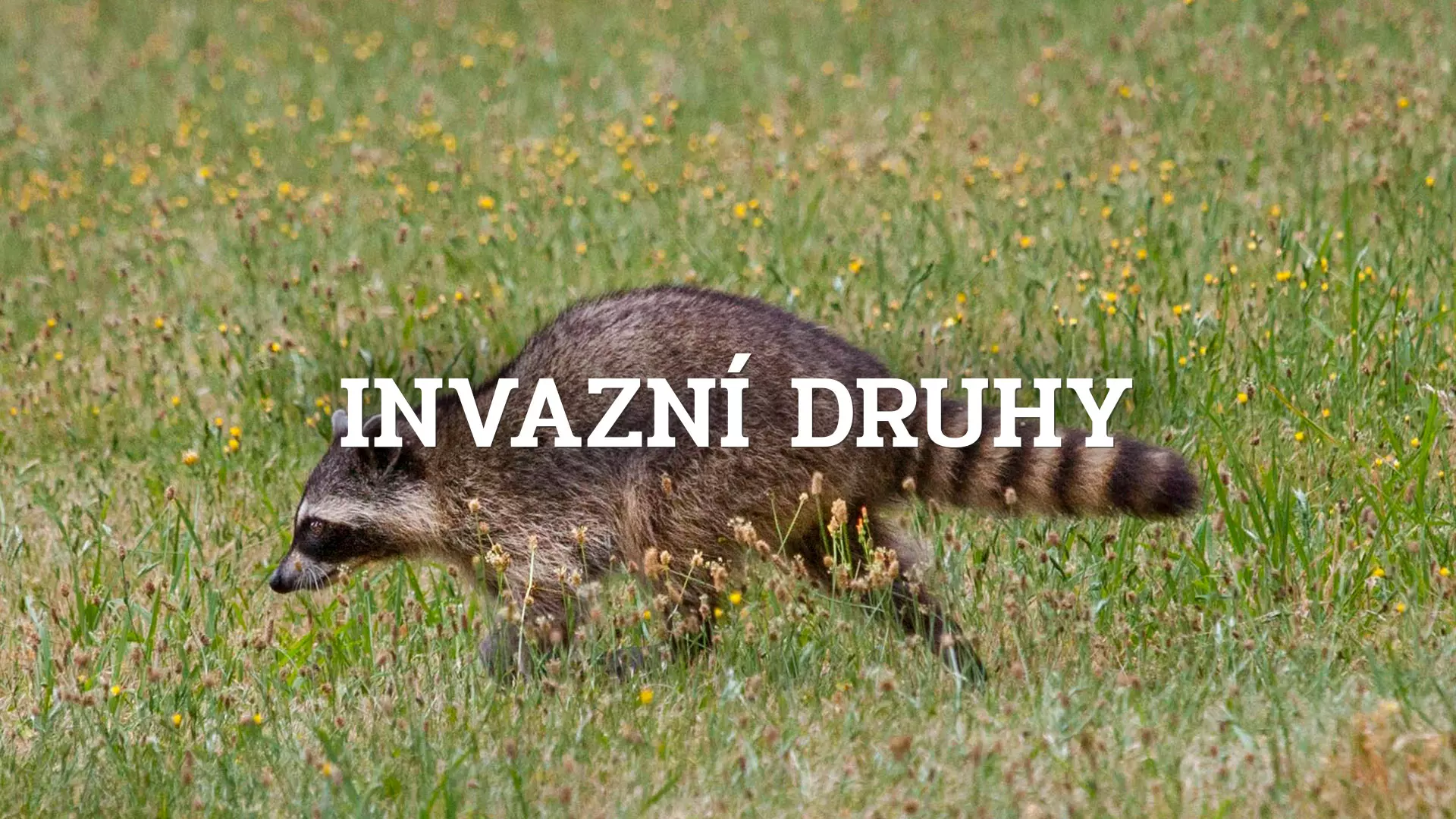 Mýval severní je také u nás invazní druh