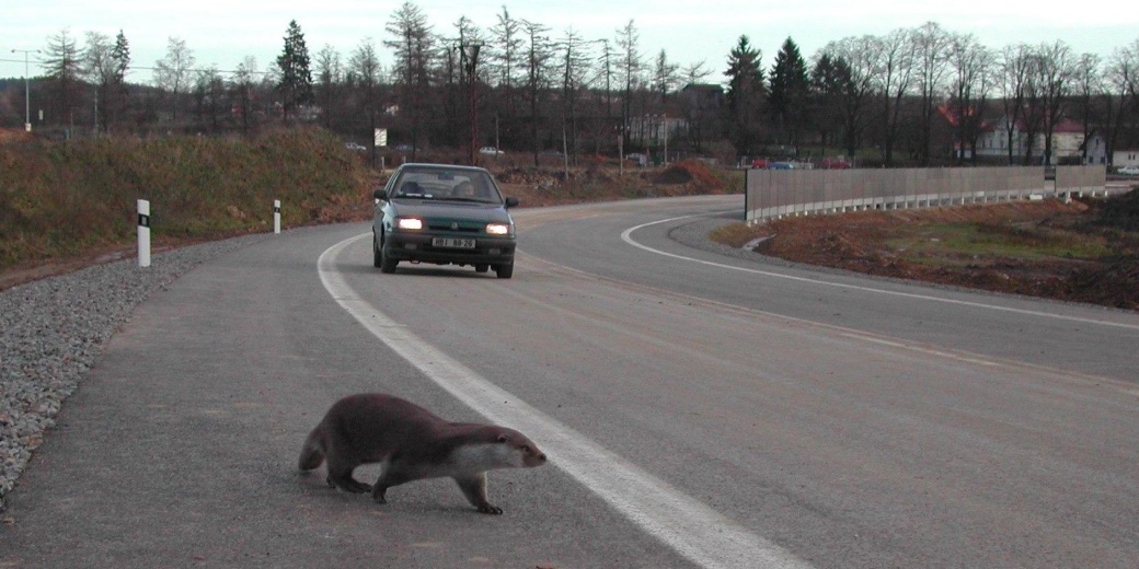 Otter on the road.