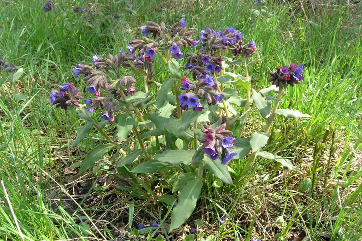 Rozkvetlá Pulmonaria mollis.