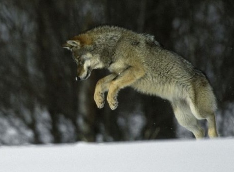 Vlk skákající do sněhu za potravou.